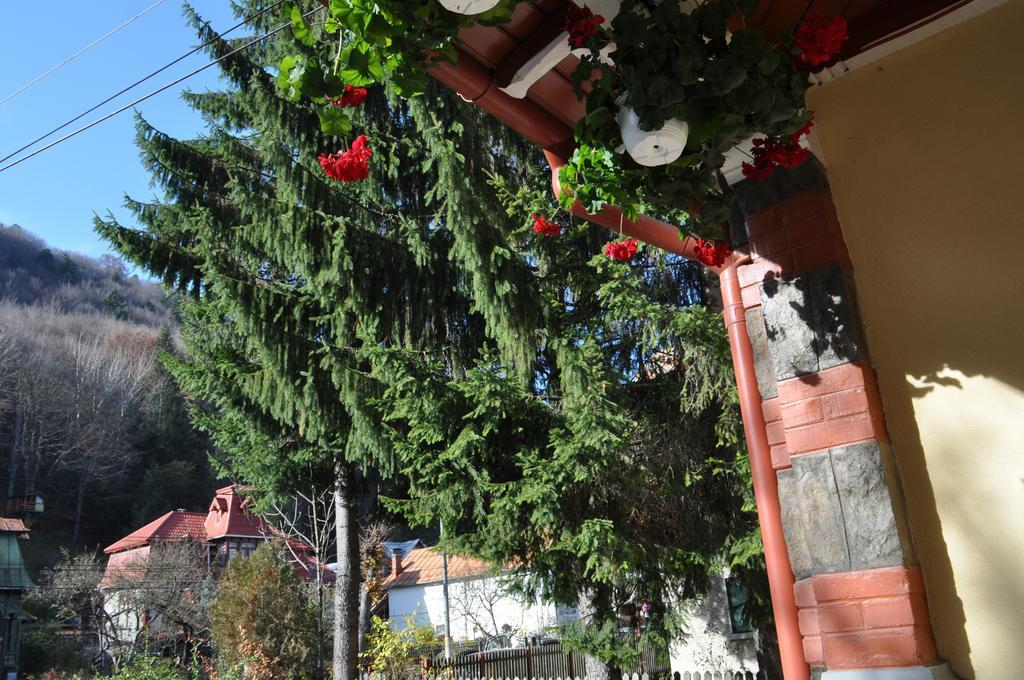 Pensiunea Micsunica Σινάια Εξωτερικό φωτογραφία